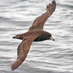 Fijian birdlife