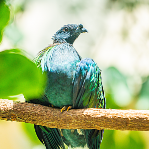 Birdwatching in Fiji