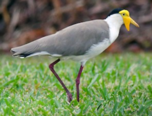 Birdwatching in Fiji