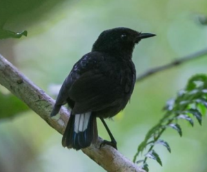 Birdwatching in Fiji