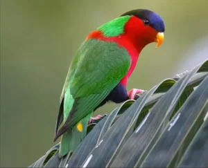 Fijian birdlife