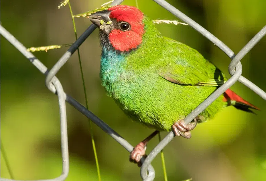 Fijian birdlife