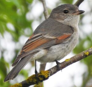 Fijian birdlife 