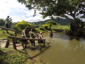 Discover Fiji's 