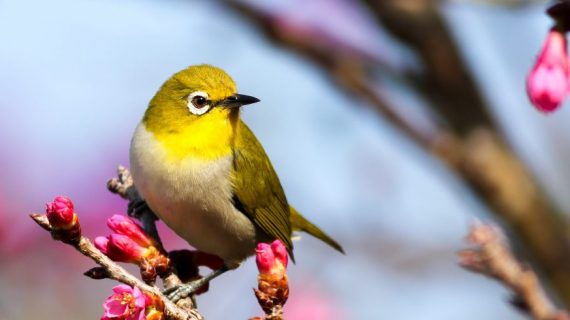 Fijian birdlife 