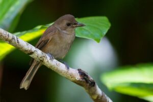 Birdwatching in Fiji