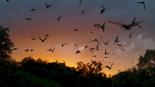 Pacific Flying Foxes