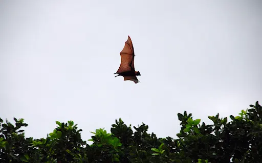 Pacific Flying Foxes