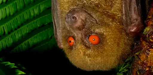 Pacific Flying Foxes